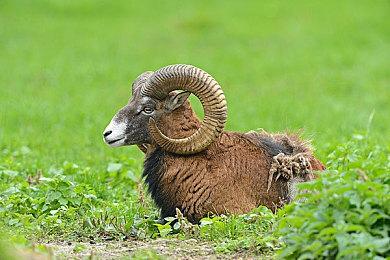 《堡垒之夜》或将添加《巫师》希里角色捆绑包